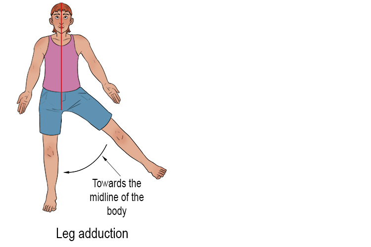 If you move a leg that is outstretched to the side and you bring it back down to the anatomical position it is leg adduction. It is a reduction in the angle between the leg and body, and a movement towards the midline of the body.